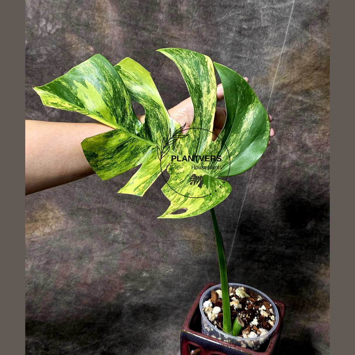 Monstera Aurea Variegated Borsigiana in a Nursery Pot - Monstera Marmota - SAME Plant as images - US Seller