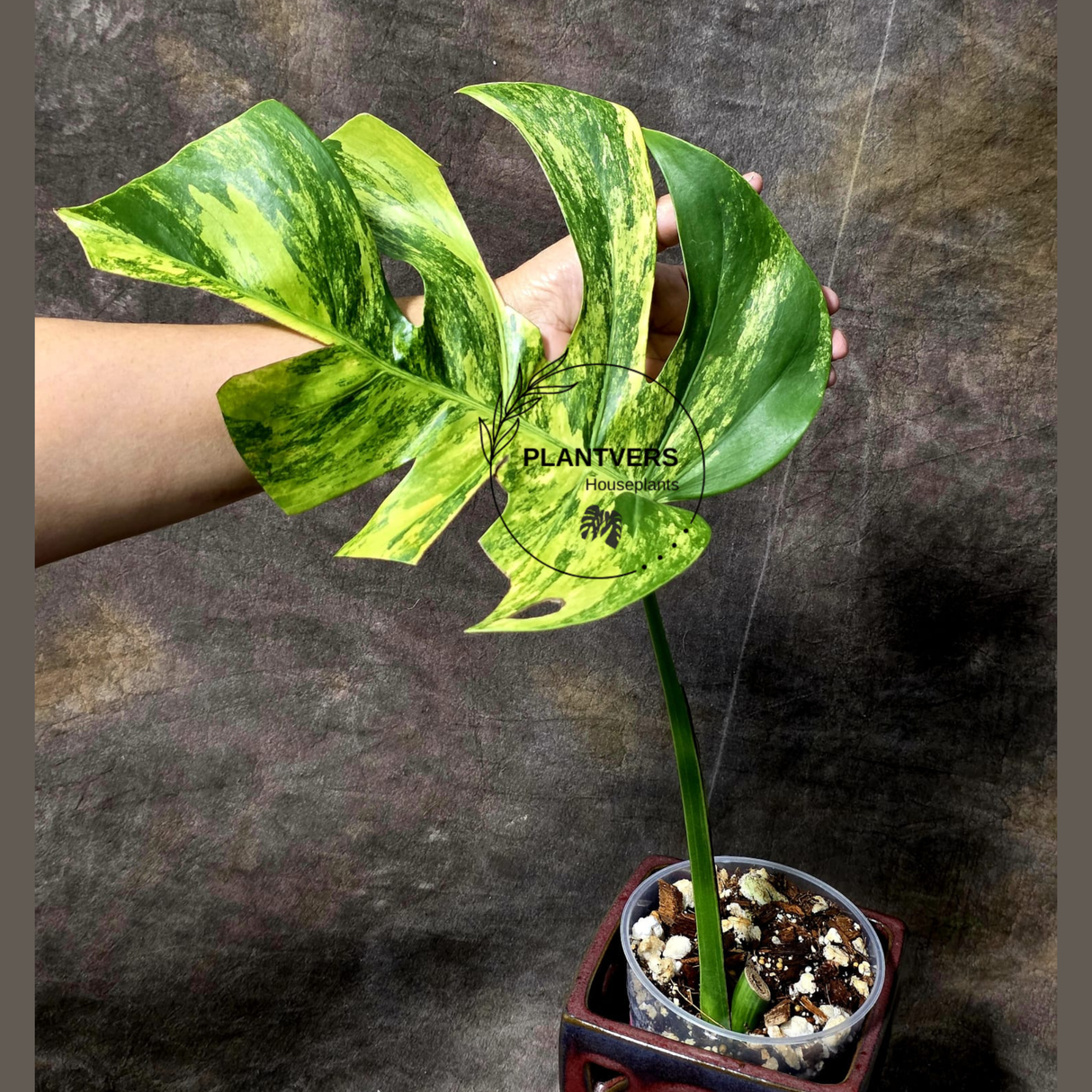 Monstera Aurea Variegated Borsigiana in a Nursery Pot - Monstera Marmota - SAME Plant as images - US Seller