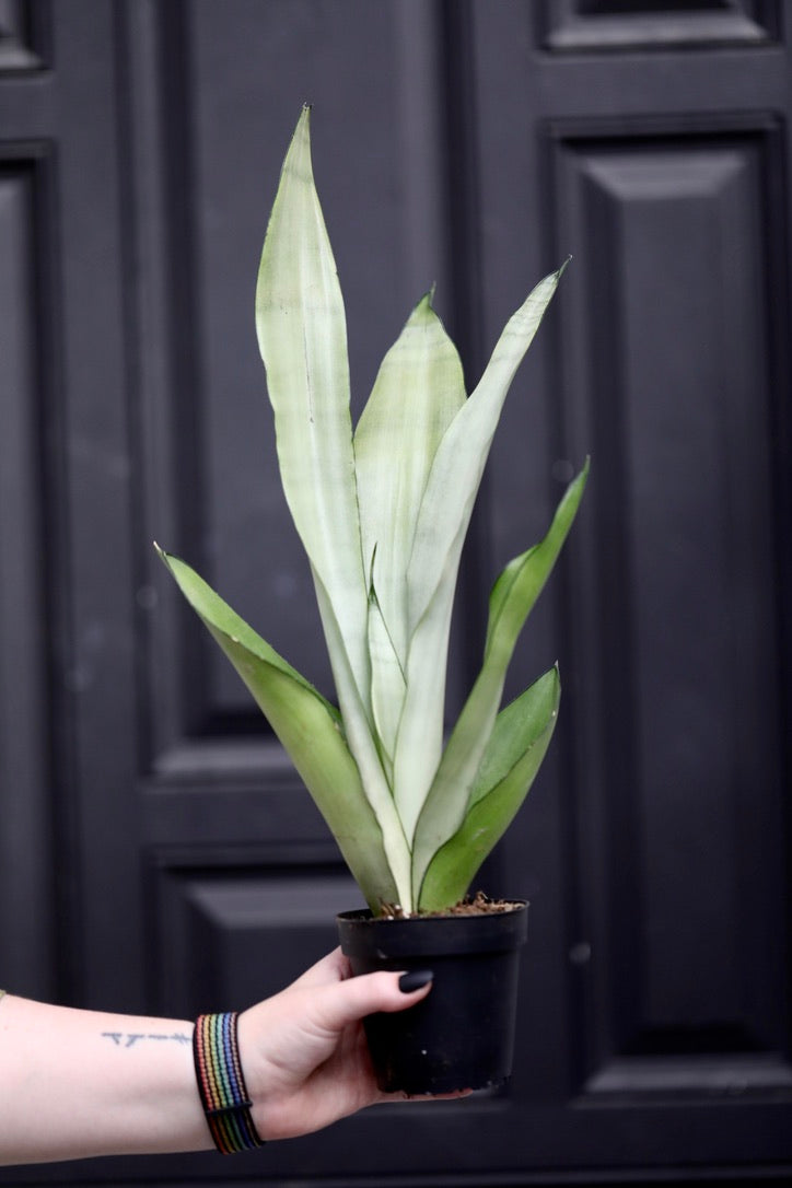 Sansevieria Masoniana in a 4" Nursery Pot | Moonshine Snake Plant | Air Purifying | Low Light Houseplants | Cat Safe Plant