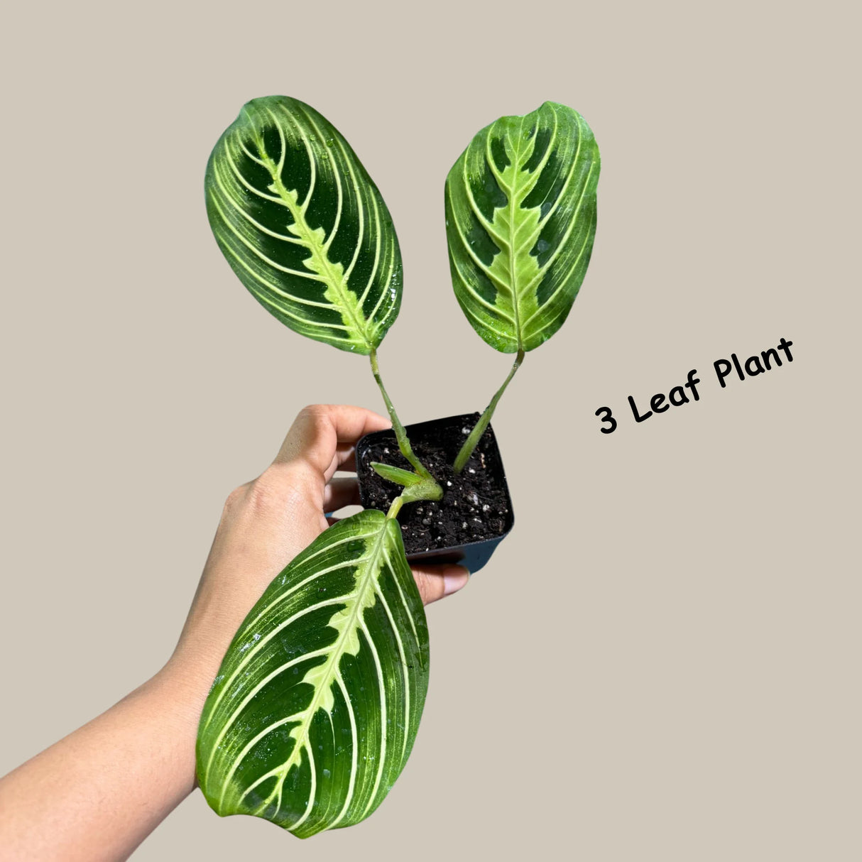 Lemon Lime Prayer Plant Live in Grow Pot - Low Light Office Plant - Maranta Leuconeura - Potted Gift houseplant - Air Purifier Indoor Plant - Gift Plant