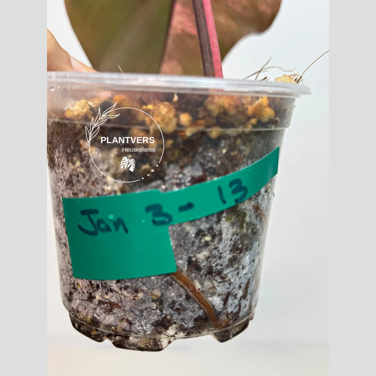 Gift Houseplant
Rooted Plant
Live Indoor Plants