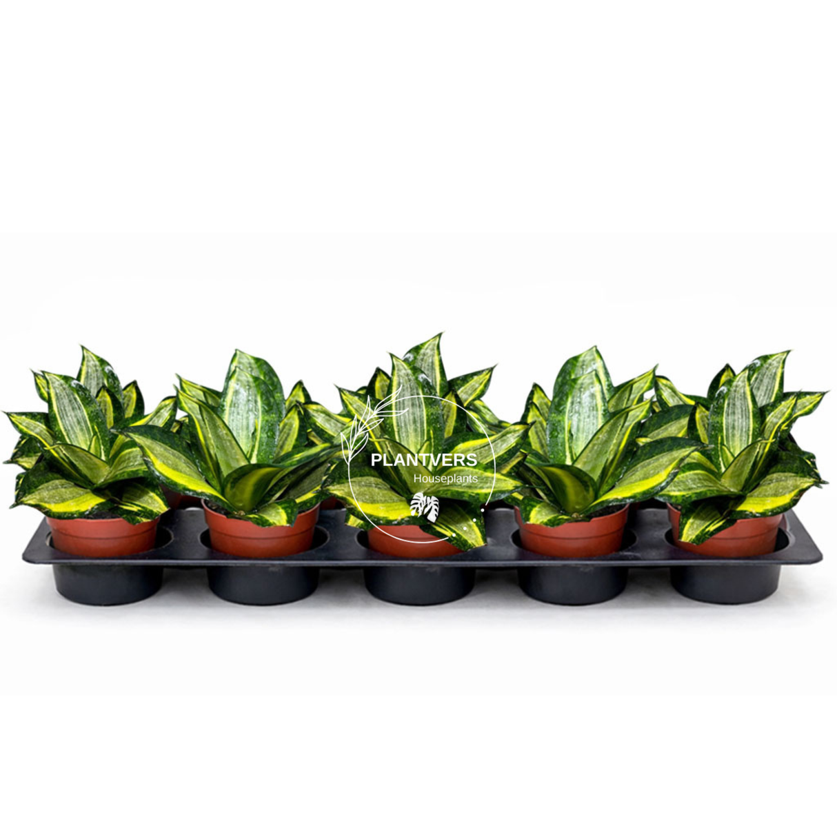 4β Trifasciata Gold Star ( Bulk Indoor Plant Case of 10 Pots)