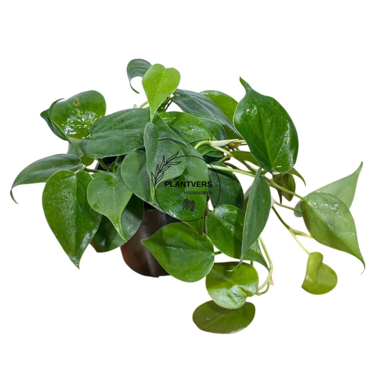 4" Philodendron Jade (Heart Leaf Philodendron) β Wholesale Indoor Plant Case of 10 Pots