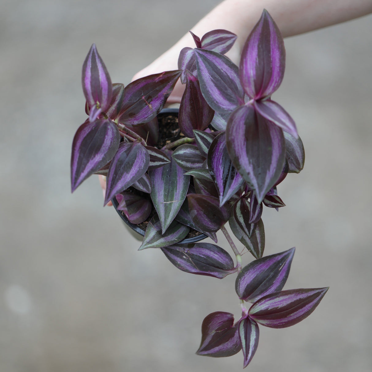 Purple Wandering Jew in 3” Nursery Pot - Purple Tradescantia Plant - Low Light Houseplant - Pet Friendly Plant - Easy Indoor Plant