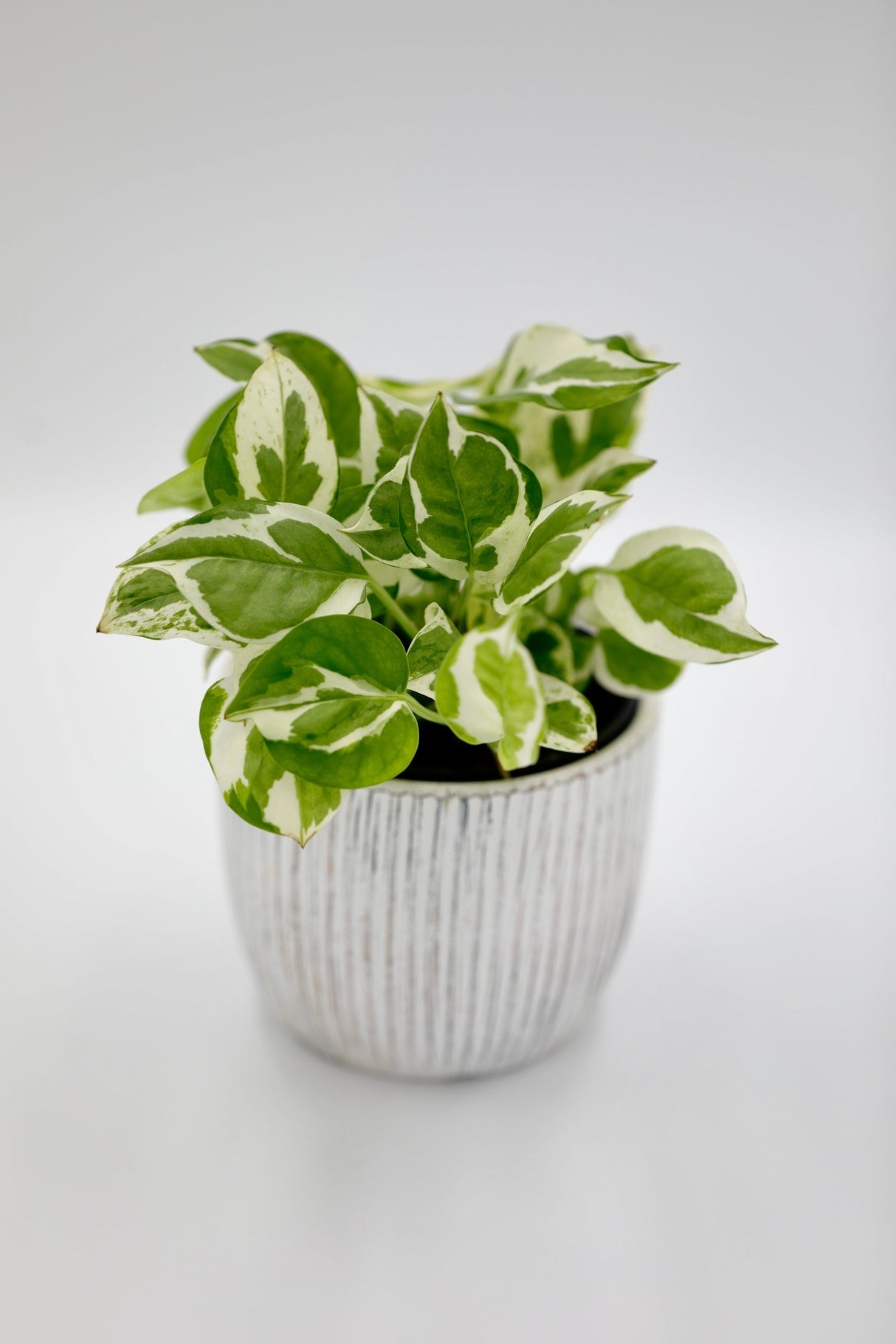 Live Pearls and Jade Pothos in a 4" Nursery Pot