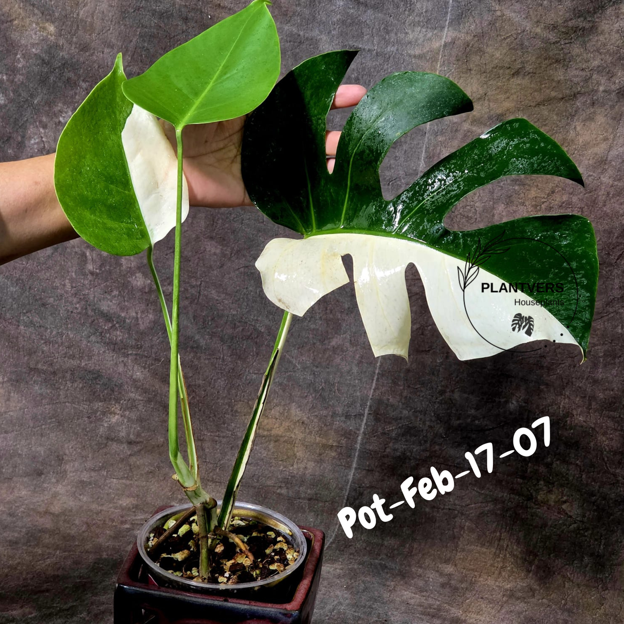 Rare Variegated Monstera Albo – Large Form White Monstera Borsigiana (Exact Plant)