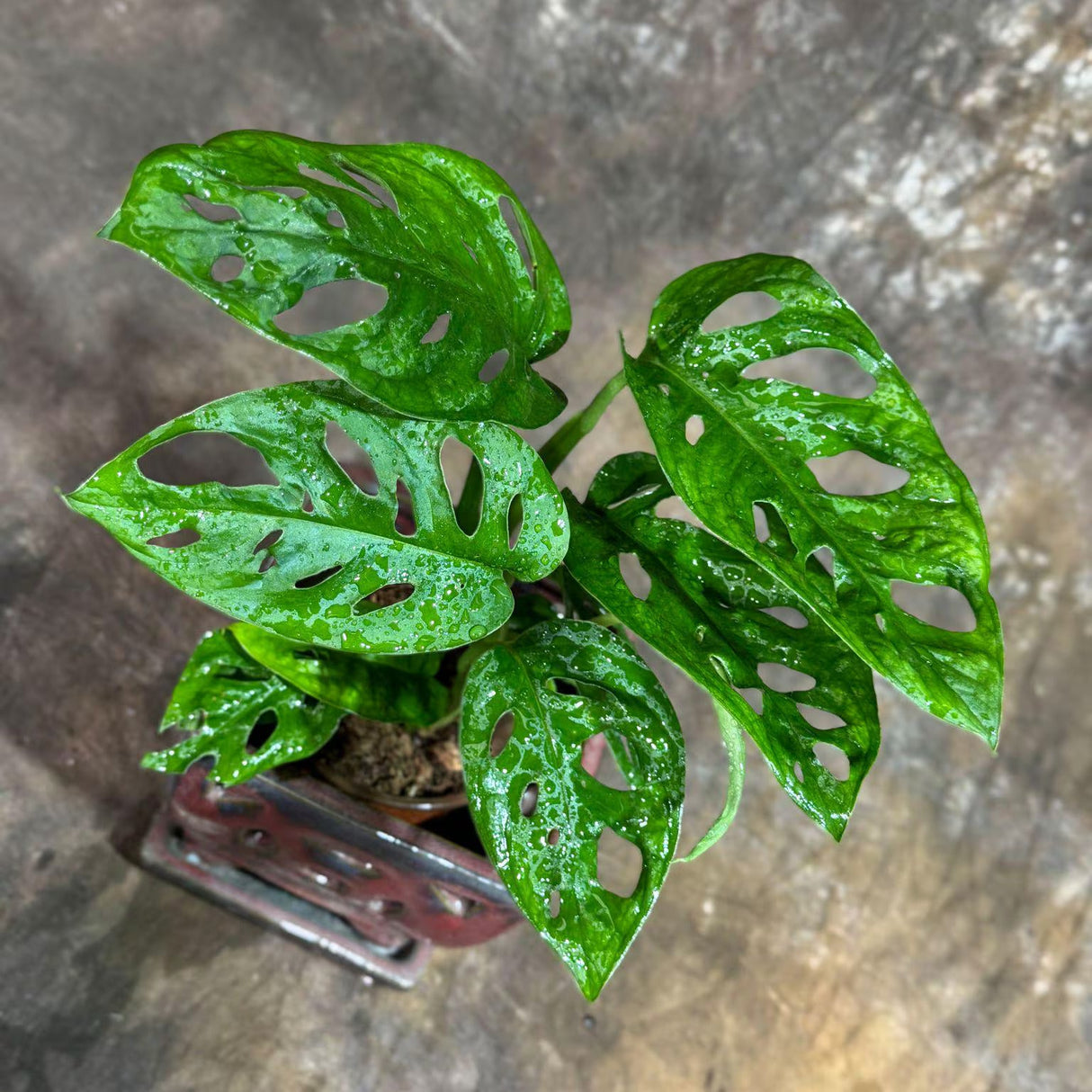 Monstera Adansonii Swiss Cheese Plant in a 4" Nursery Pot – Live Indoor Monstera Houseplant – Swiss Cheese Vine