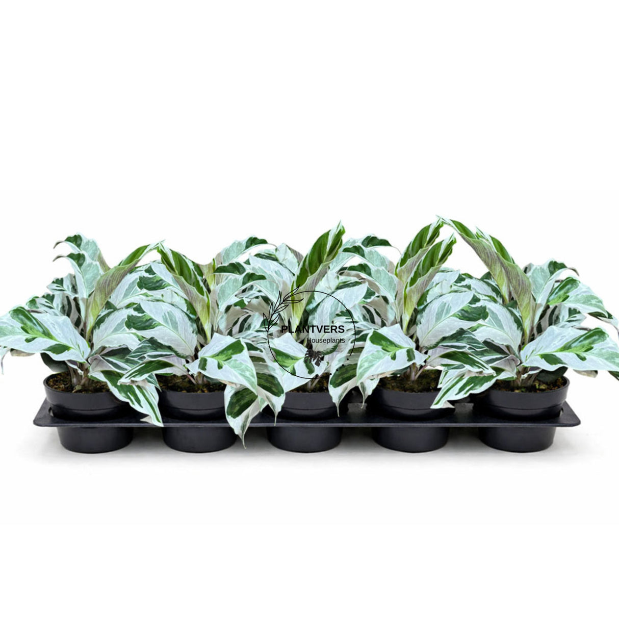 4β Calathea Fusion White (Wholesale Indoor Plant Case of 10 Pots)