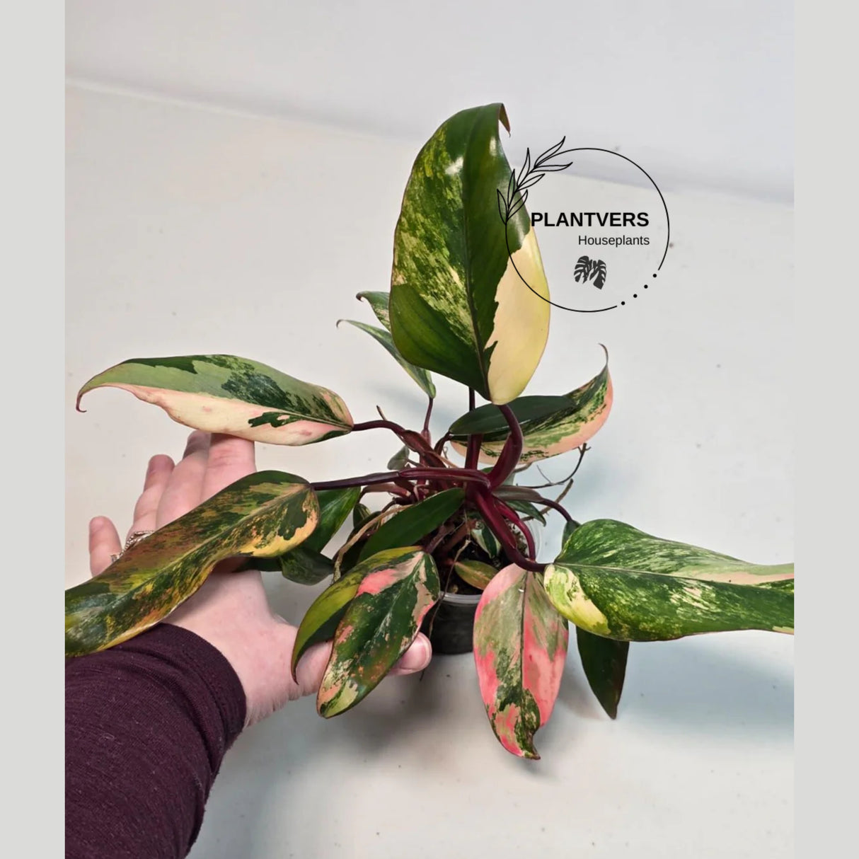 pink philodendron
rare houseplant
Live Indoor Plants