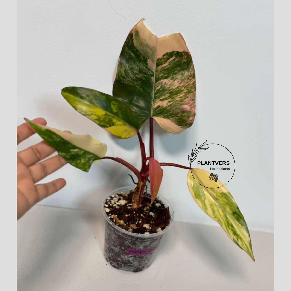 Rare Philodendron
rare houseplant
pink indoor plant