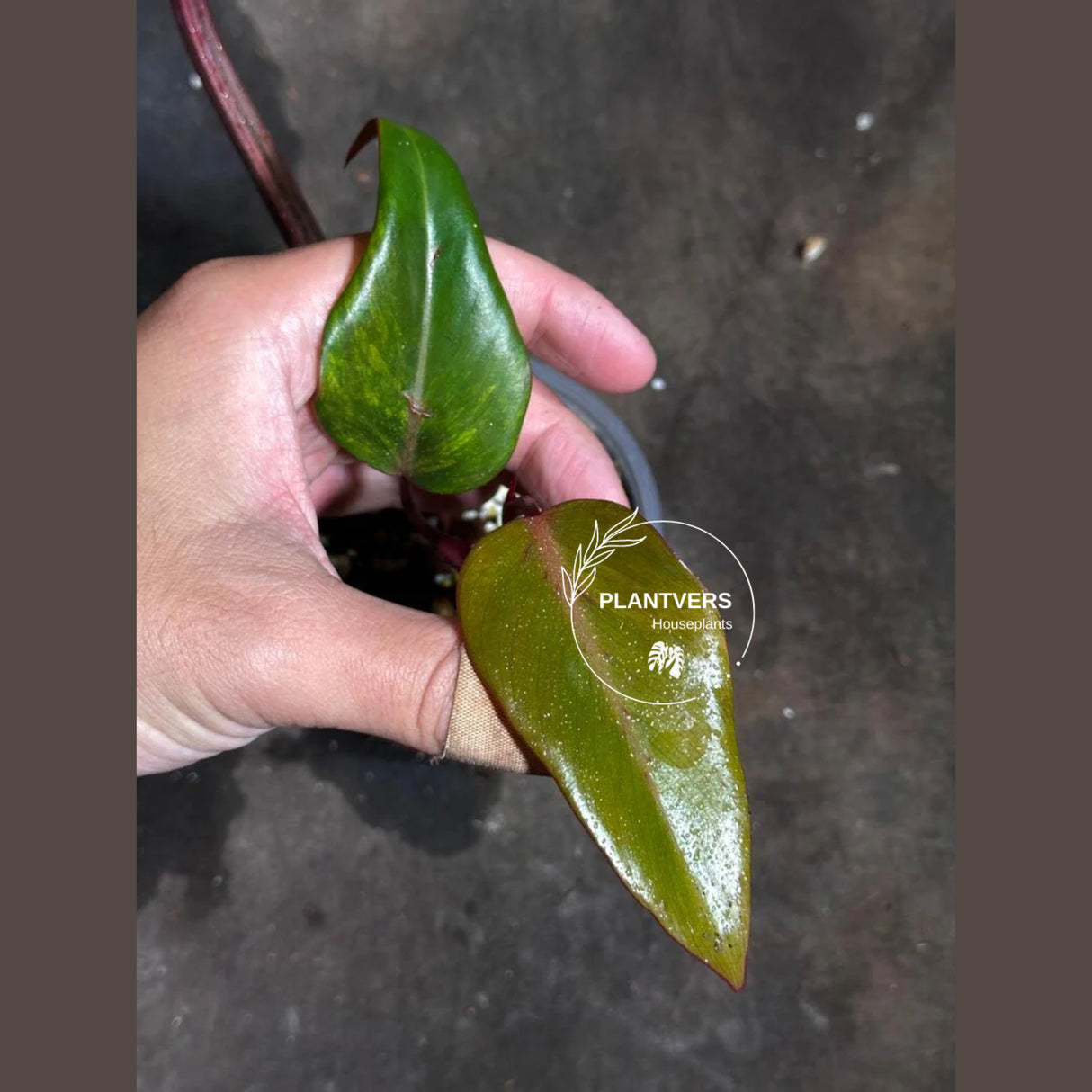 Variegated Philodendron Strawberry Shake Exact Live Plant - Rare Collector Plant - Gift Indoor Bright Pink - Exotic Plants - US Seller