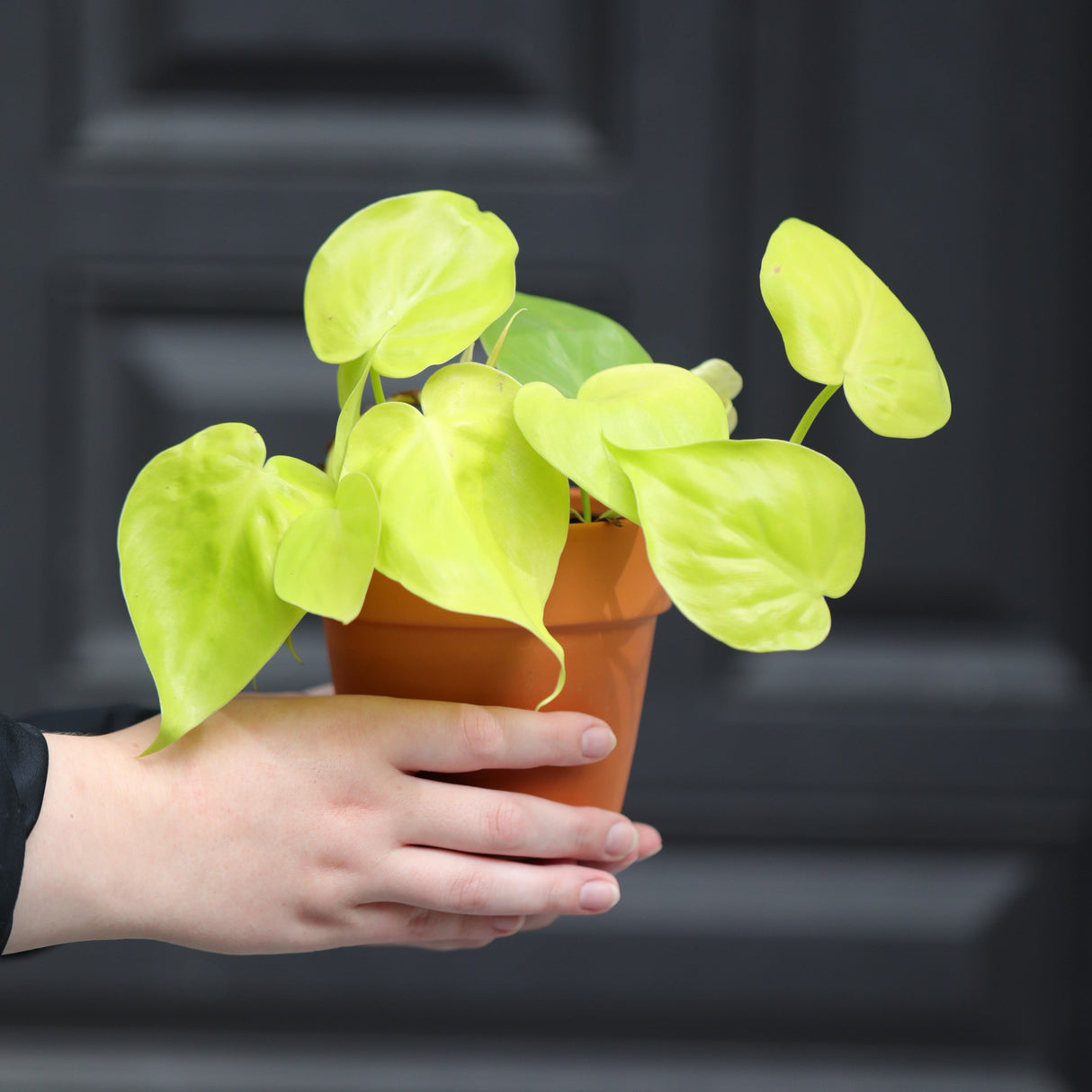 Lemon Lime Philodendron in a Nursery Pot