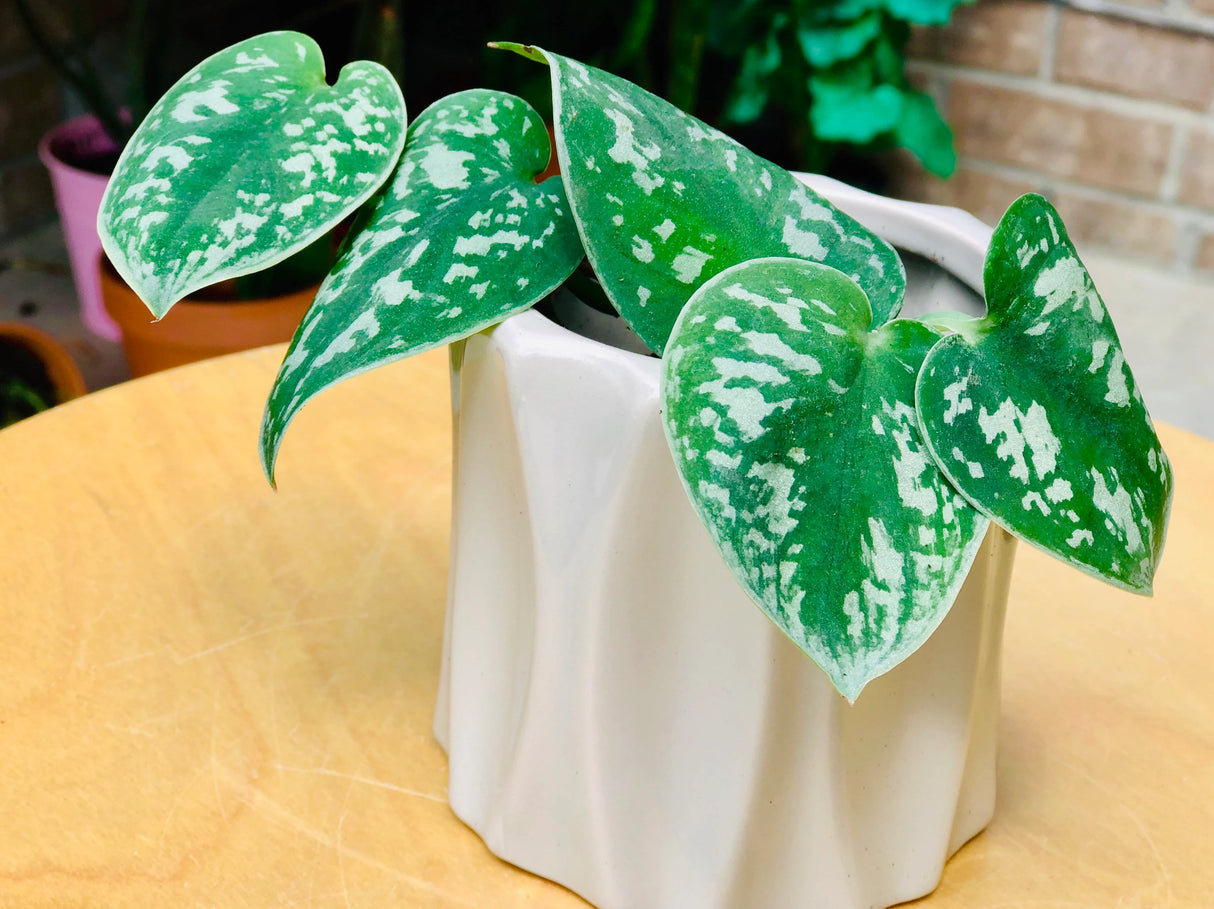 Silver Pothos Cuttings - RARE Silver Satin or Silvery Anne - Easy Care low light indoor plant - Hardy Houseplant with elegant silver spots