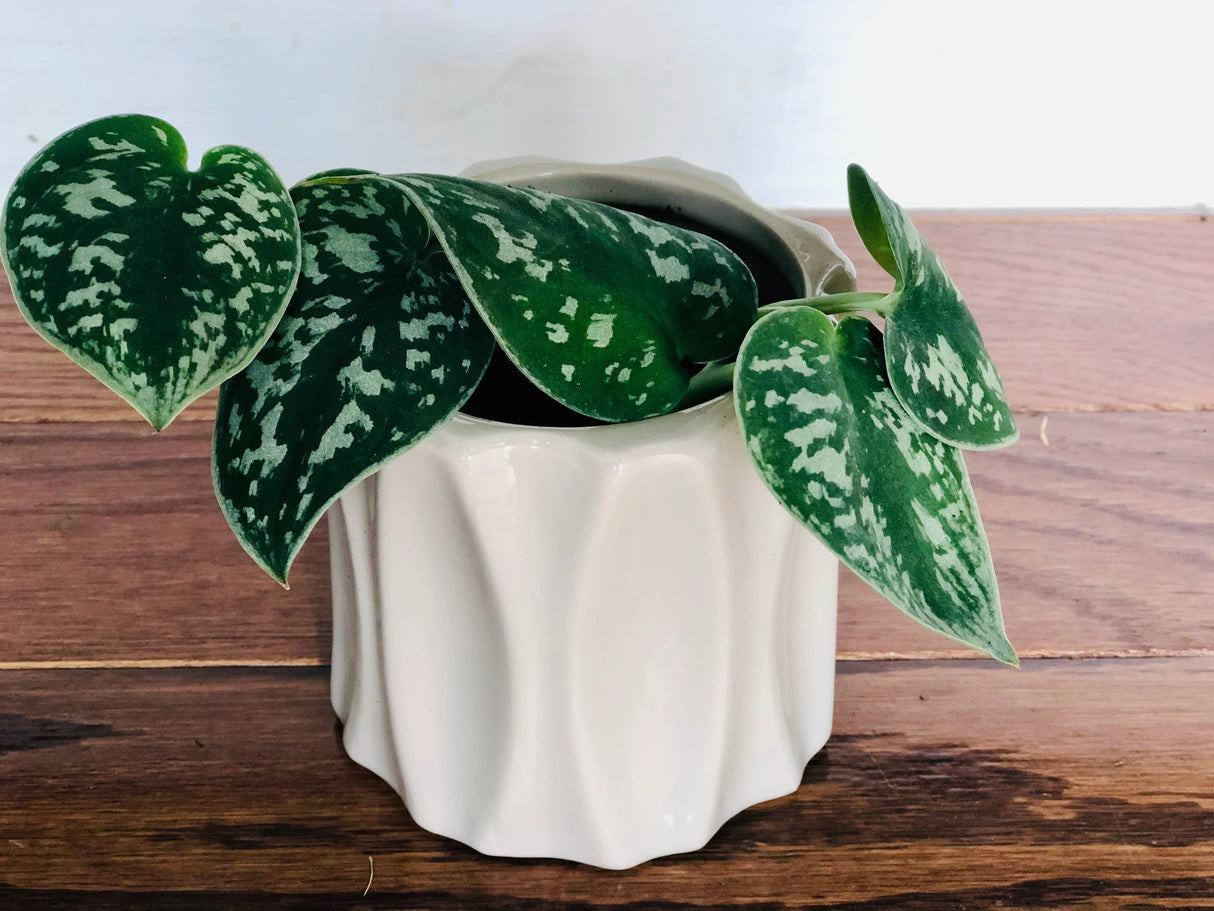 Silver Pothos Cuttings - RARE Silver Satin or Silvery Anne - Easy Care low light indoor plant - Hardy Houseplant with elegant silver spots