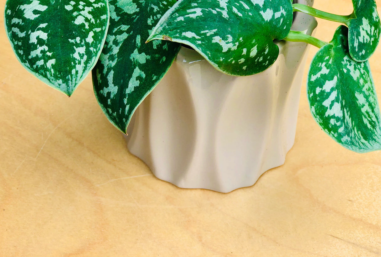 Silver Pothos Cuttings - RARE Silver Satin or Silvery Anne - Easy Care low light indoor plant - Hardy Houseplant with elegant silver spots