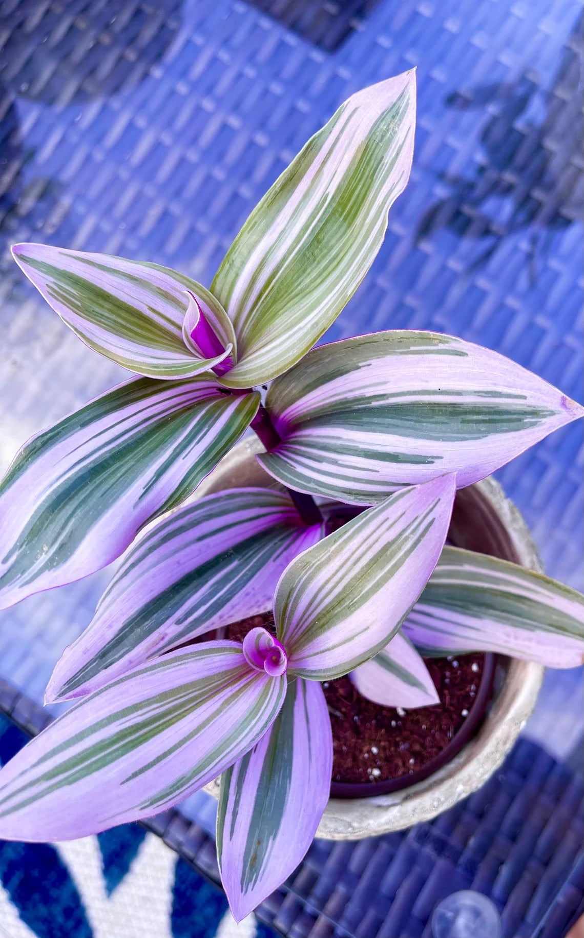 Rare Tradescantia Nanouk Lilac Plant | Rare Tradescantia Pot | Rare Pink Wandering Jew | Easy care hardy indoor houseplant in a nursery pot