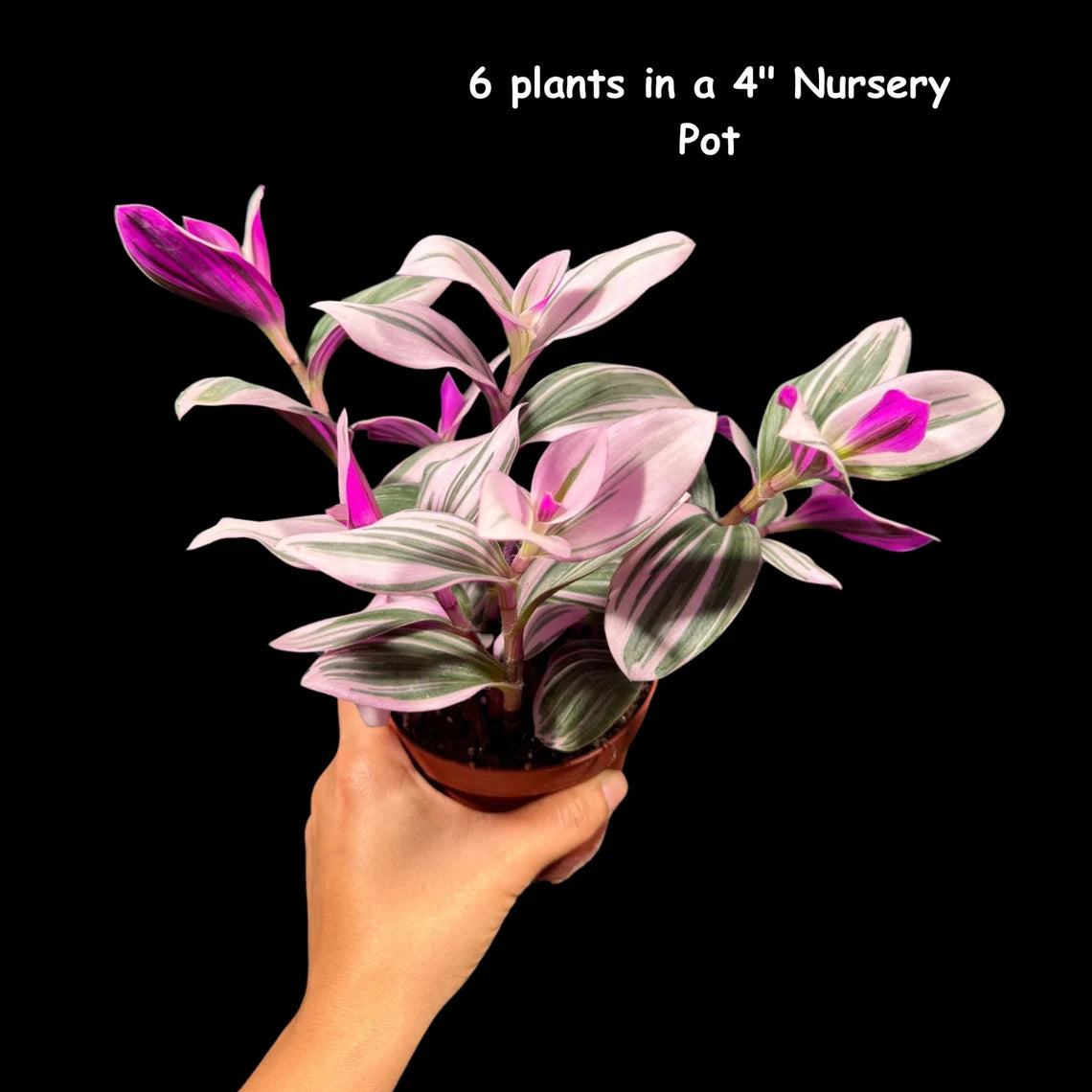 Rare Tradescantia Nanouk Lilac Plant | Rare Tradescantia Pot | Rare Pink Wandering Jew | Easy care hardy indoor houseplant in a nursery pot