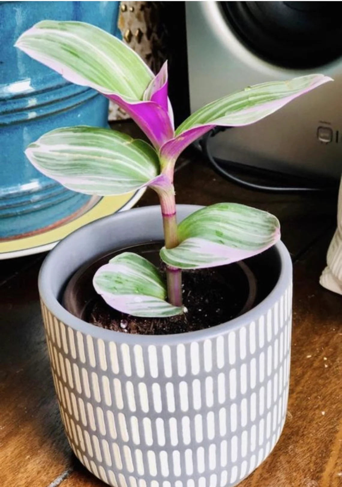 Rare Tradescantia Nanouk Lilac Plant | Rare Tradescantia Pot | Rare Pink Wandering Jew | Easy care hardy indoor houseplant in a nursery pot