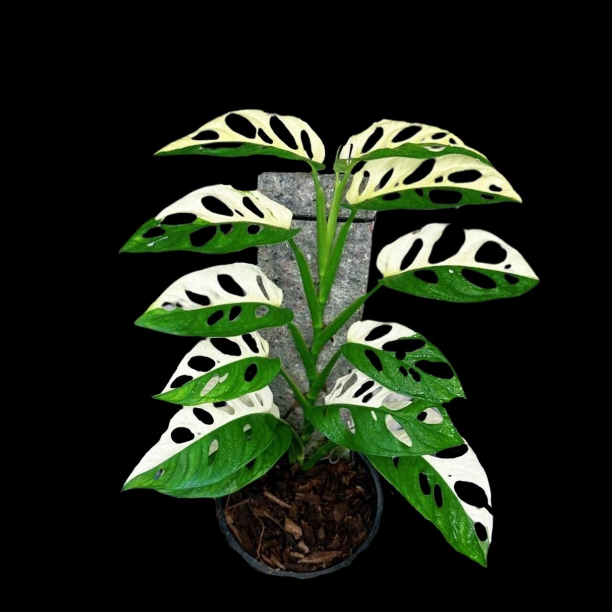 Variegated Monstera Adansonii Albo Swiss Cheese Live Plant | Half-Moon Variegated Adansonii | US Seller | Extremely Rare Collector Plant
