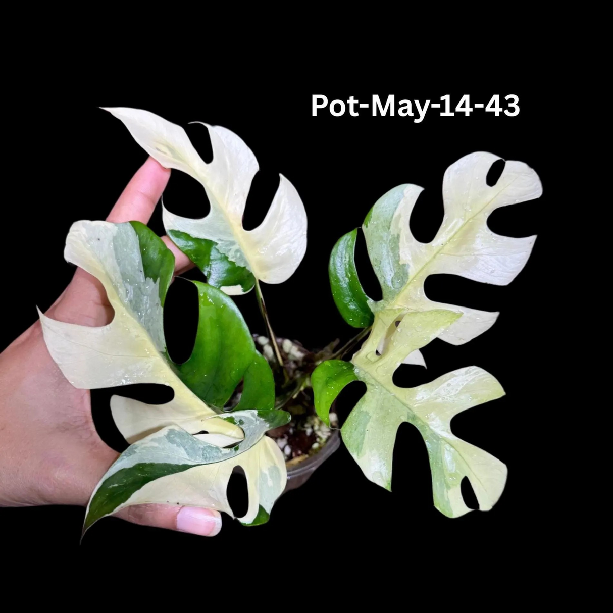 Rare Variegated Rhaphidophora Tetrasperma in a Nursery Pot - Rare Collector Houseplant - Mini Monstera - Beginners Plant - Exact Same Plant