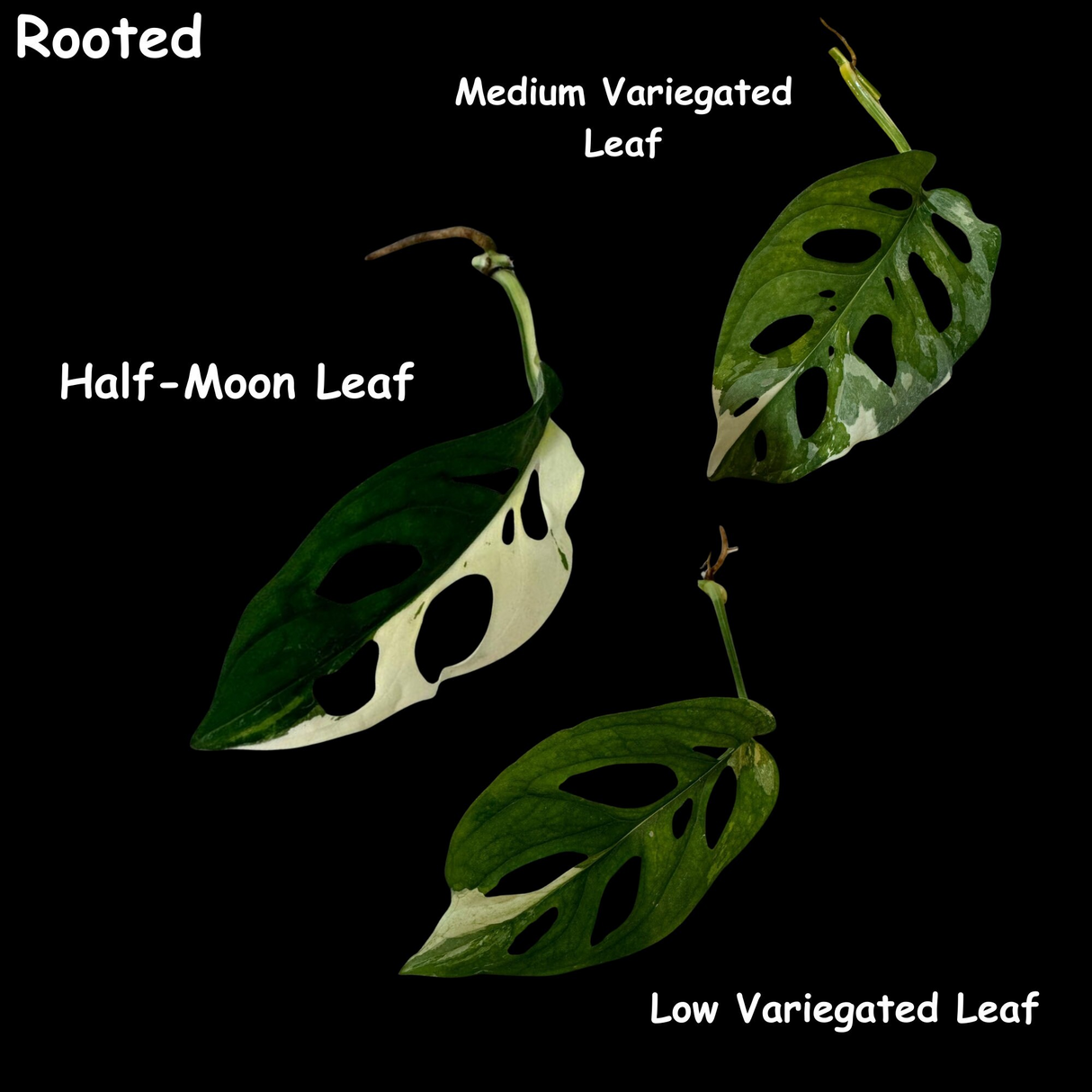 Variegated Monstera Adansonii Albo Swiss Cheese Live Plant | Half-Moon Variegated Adansonii | US Seller | Extremely Rare Collector Plant