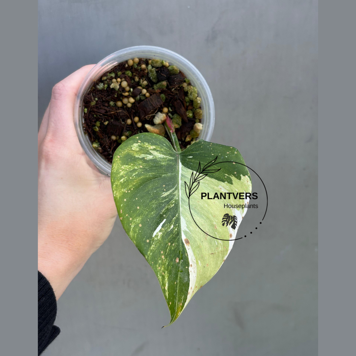 Philodendron White Princess Tricolor - Super Rare Variegated Aroid - Indoor Climbing Houseplant Collector Plant - Same Plant - US Seller