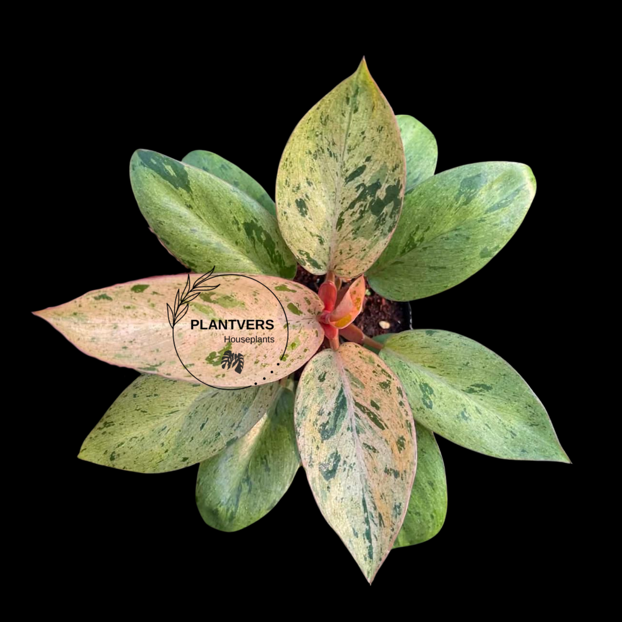 Philodendron Red Congo Variegated Live Plant - Dwarf Red Congo Indoor Outdoor Gardening Super Rare Plants - Hard to Come By - US Seller