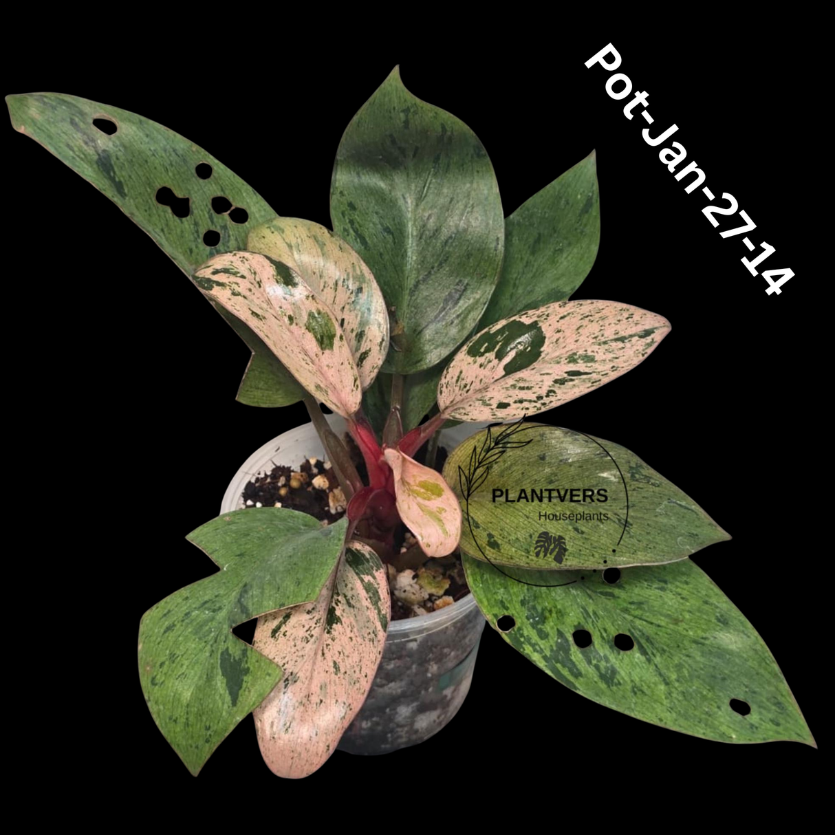 Philodendron Red Congo Variegated Live Plant - Dwarf Red Congo Indoor Outdoor Gardening Super Rare Plants - Hard to Come By - US Seller