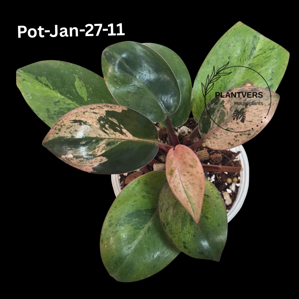 Philodendron Red Congo Variegated Live Plant - Dwarf Red Congo Indoor Outdoor Gardening Super Rare Plants - Hard to Come By - US Seller