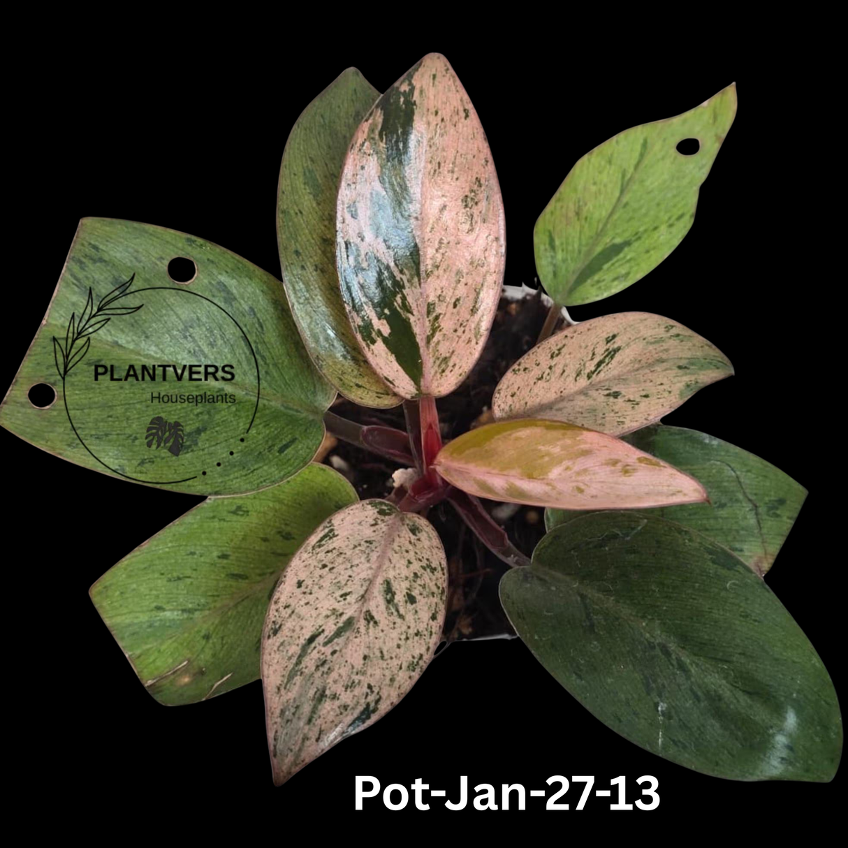 Philodendron Red Congo Variegated Live Plant - Dwarf Red Congo Indoor Outdoor Gardening Super Rare Plants - Hard to Come By - US Seller