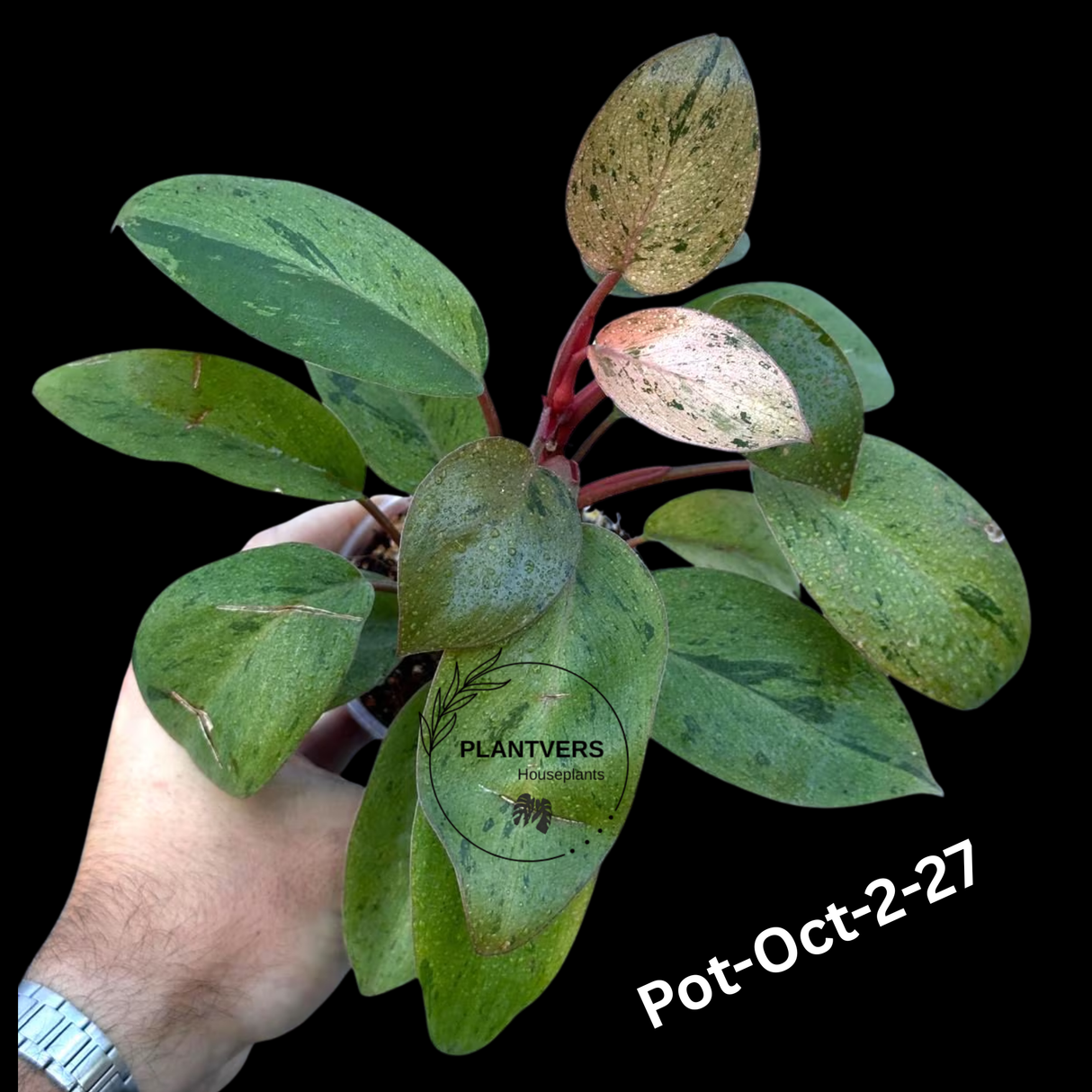 Philodendron Red Congo Variegated Live Plant - Dwarf Red Congo Indoor Outdoor Gardening Super Rare Plants - Hard to Come By - US Seller