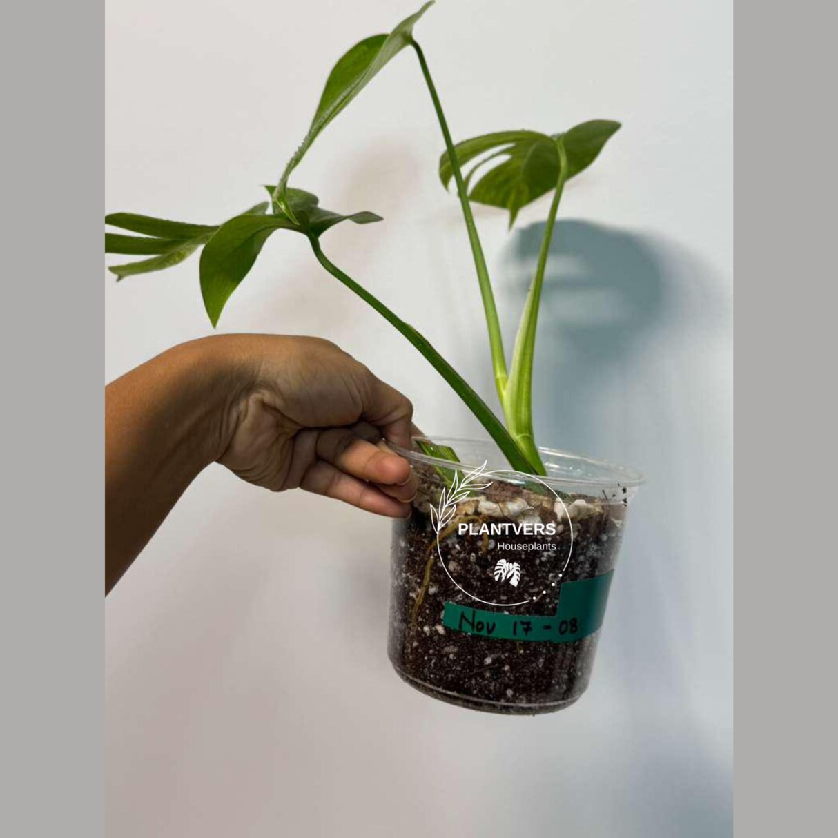 Monstera Aurea Variegated Borsigiana EXACT Live Plant - Monstera Aurea Potted Plant - Monstera Marmota - Collector's Aroid - US Seller