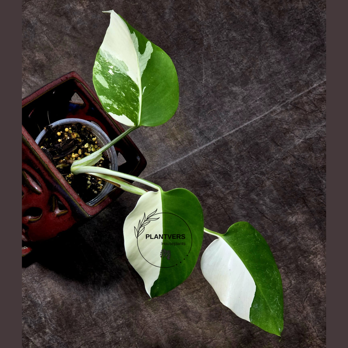 Rare Variegated Monstera Albo - White Albo Borsigiana EXACT Plant - Half-Moon Leaf - US Seller