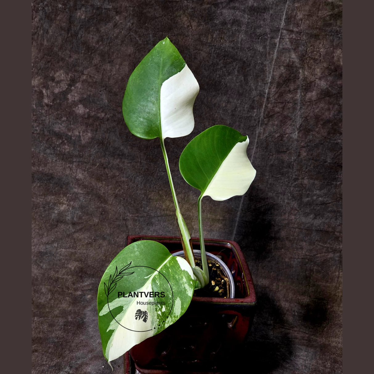Rare Variegated Monstera Albo - White Albo Borsigiana EXACT Plant - Half-Moon Leaf - US Seller
