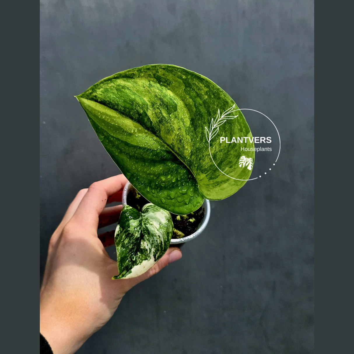 Scindapsus Jade Satin Variegated Plant in a Nursery Pot - Rare Tropical - EXACT Plant - US Seller