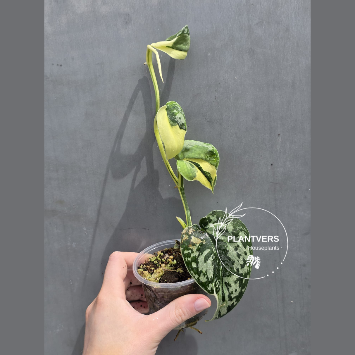 Variegated Scindapsus Mayari - Rare Collector Plant - EXACT Plant - US Seller