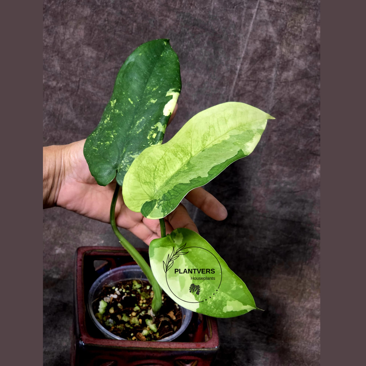 Variegated Syngonium Chiapense Albo Live Plant - Unique Leaves Beautiful Plant - Stunning Aroid with White Variegation-SAME Plant -US Seller