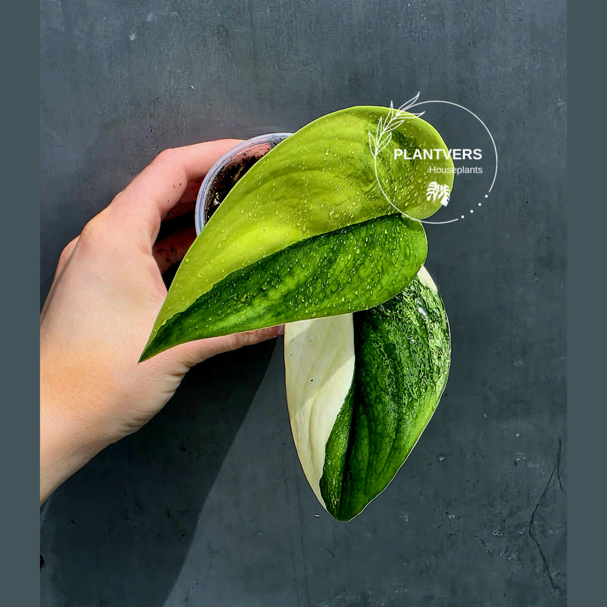 Scindapsus Jade Satin Variegated Plant - Rare Tropical - EXACT Same Plant - US Seller