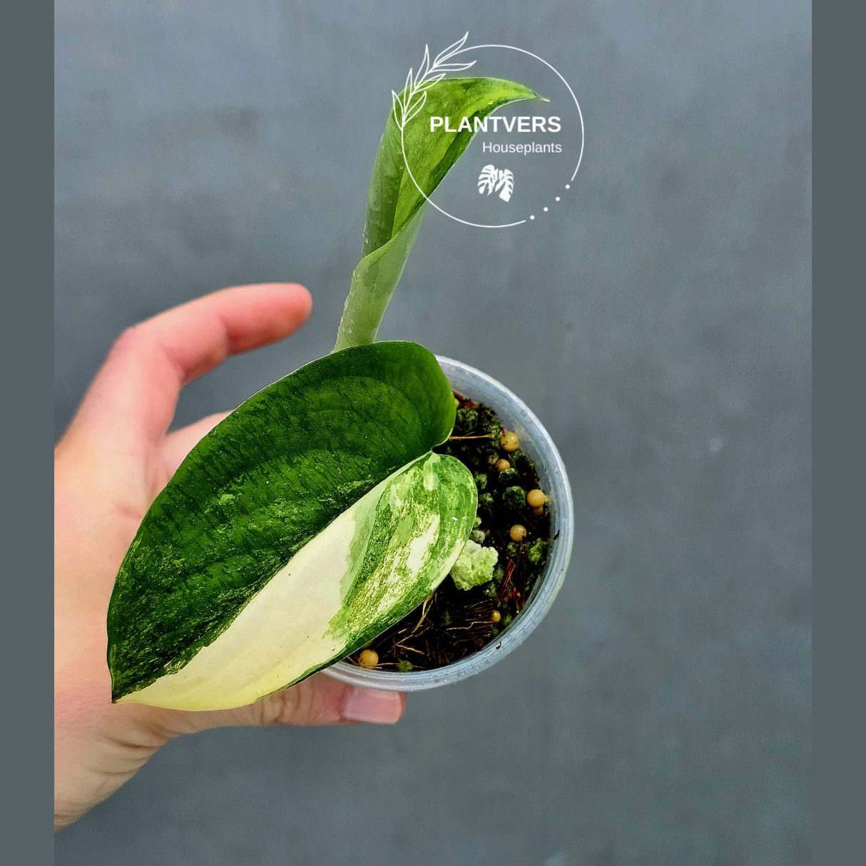 Scindapsus Jade Satin Variegated Plant in a Nursery Pot - Rare Tropical - EXACT Plant - US Seller