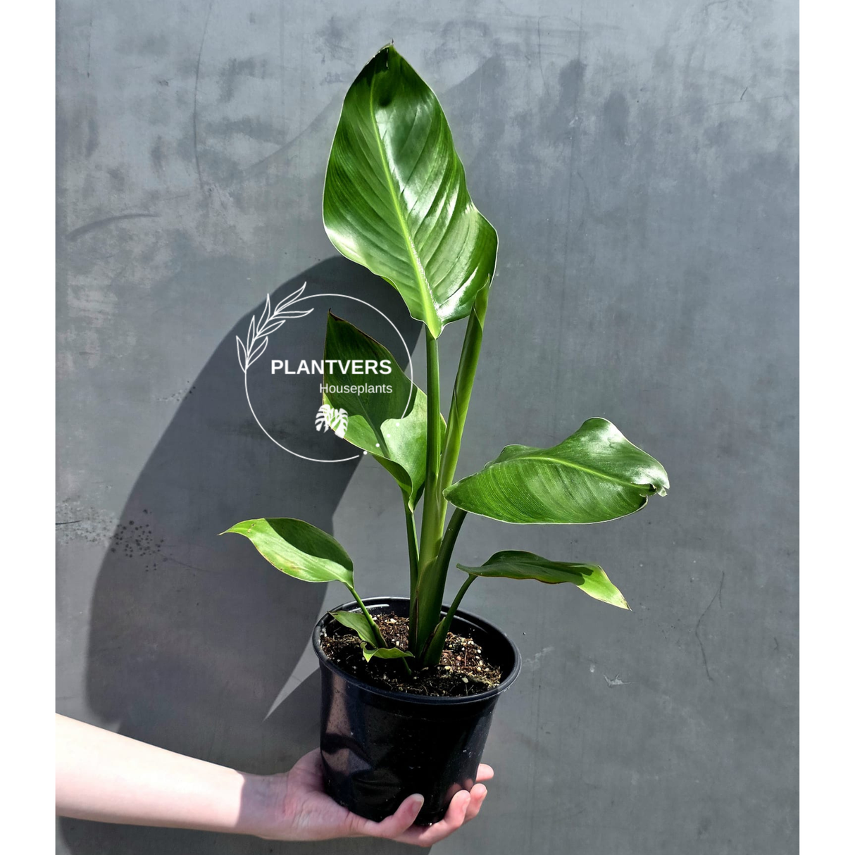 PlantVers strelitzia white
