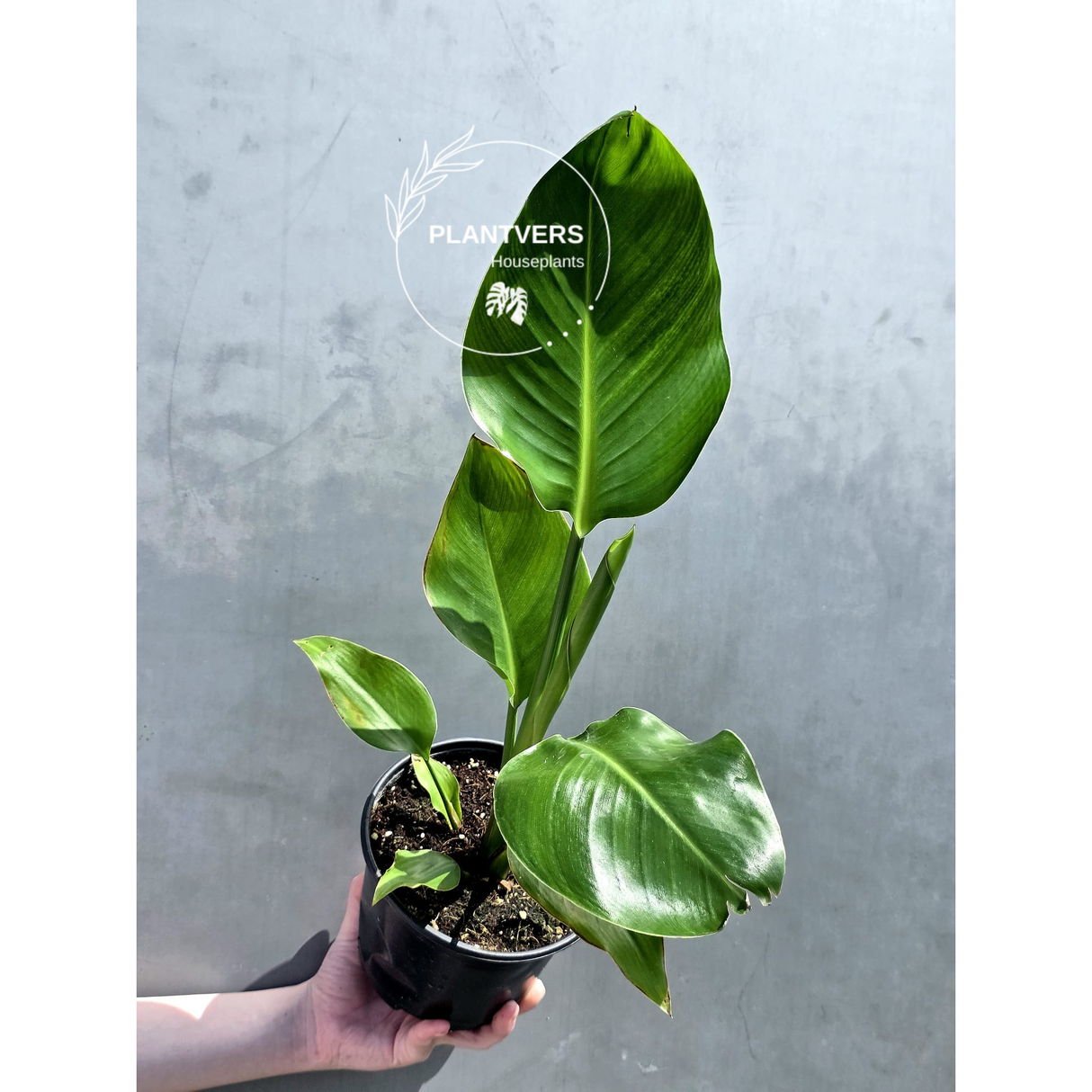 PlantVers strelitzia plant