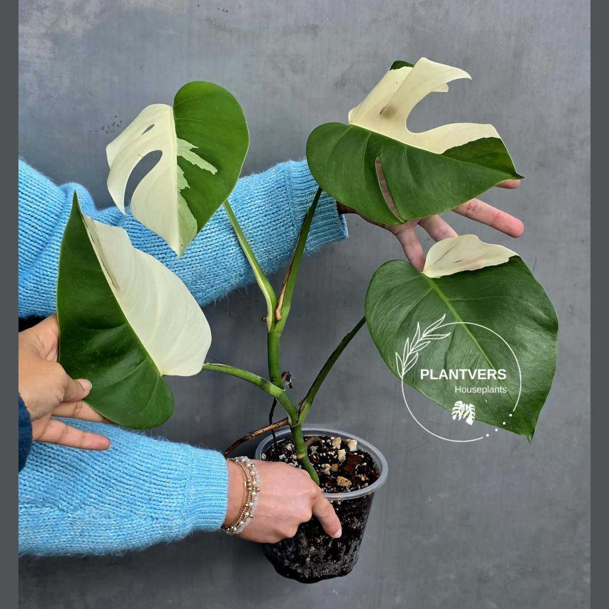 Rare Variegated Monstera Albo Half-Moon Leaf Plant - White Albo Borsigiana Plant - EXACT Plant - US Seller