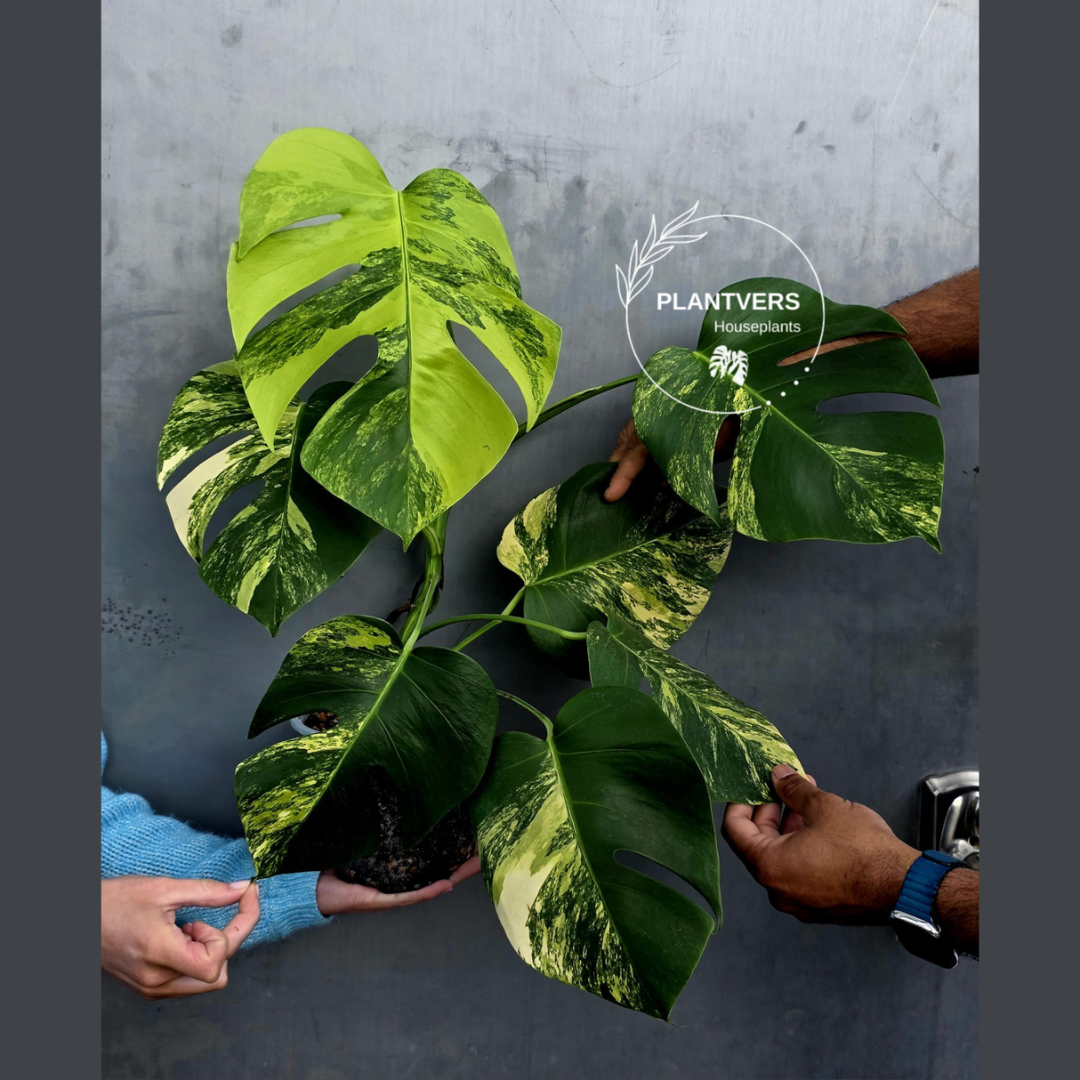 Monstera Aurea Variegated Borsigiana Live plant - Monstera Marmota Large Form - EXACT Same Plant - US Seller