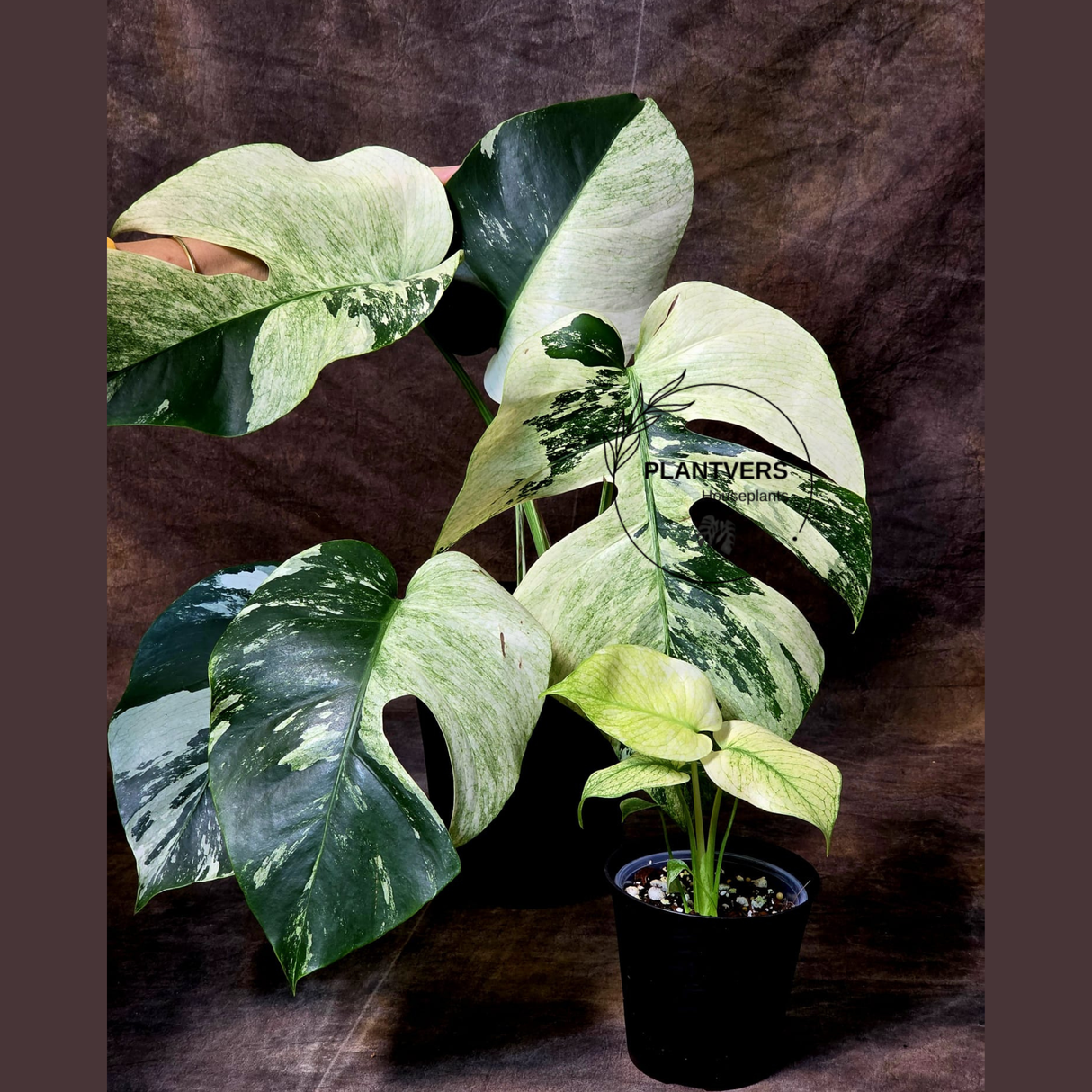 Monstera Mint Variegated Live Plant in 4" Pot - Super Rare Variegated Monstera - Grower’s Choice - Collector Indoor Tropical Plant