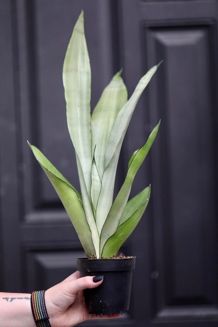 Sansevieria Masoniana in a 4" Nursery Pot | Moonshine Snake Plant | Air Purifying | Low Light Houseplants | Cat Safe Plant