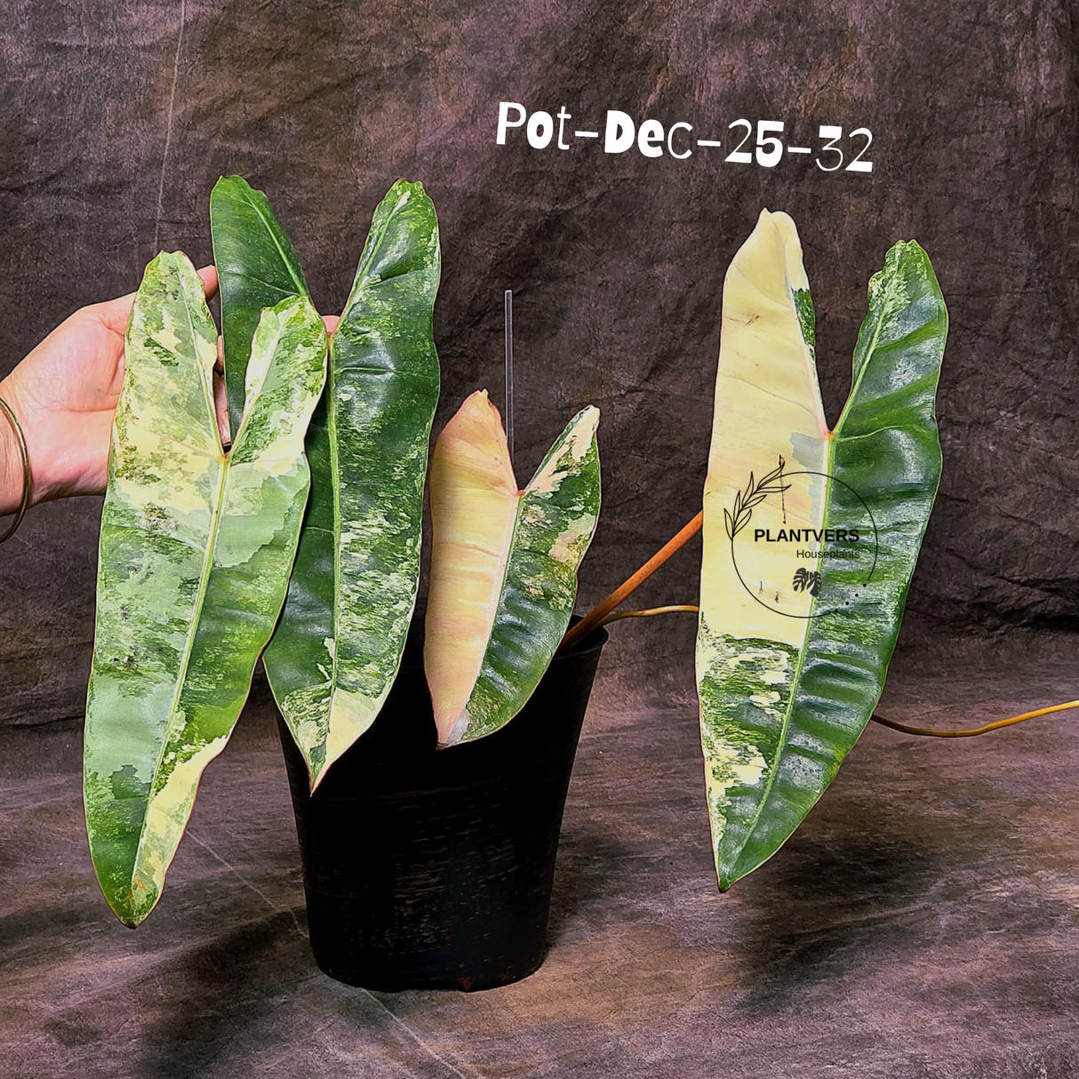 Rare Philodendron