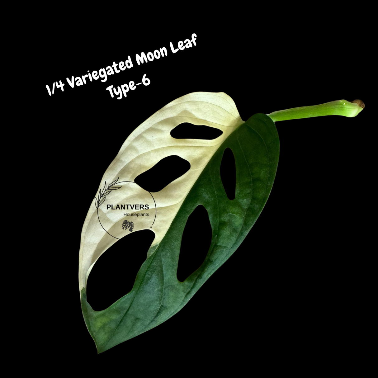 Monstera Adansonii Albo Variegated Swiss Cheese Premium Half-Moon Cutting - Rare Collectors Plant - Grower's Choice