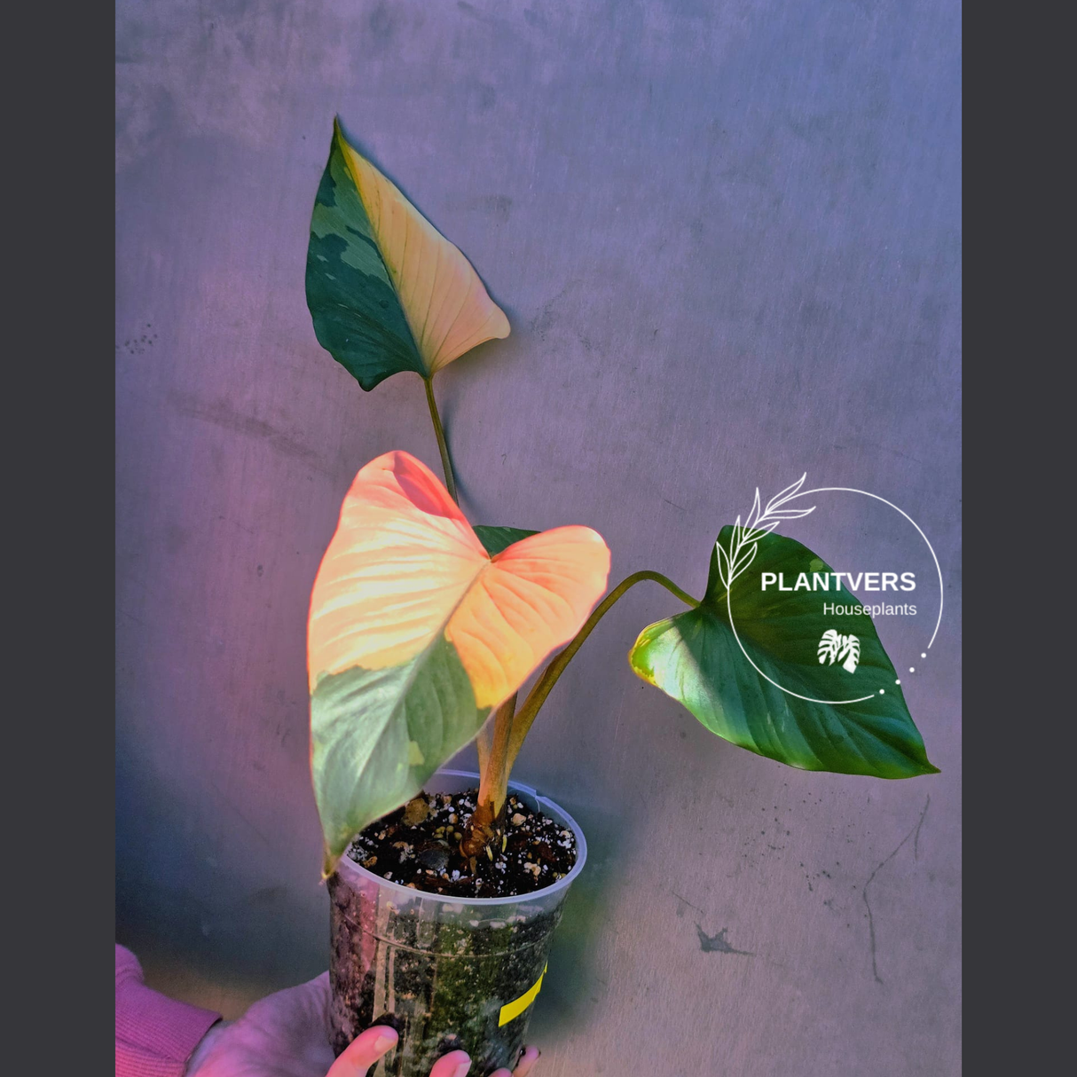 Variegated Homalomena Pink Diamond Live Plant - Rare Pink Foliage Houseplant - Collector's Aroid - Exact Same Plant - US Seller
