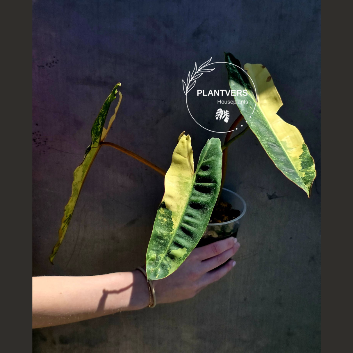 Variegated Philodendron Billietiae Live Plant - Rare Large Leaf Philodendron - Exact Same Plant - US Seller