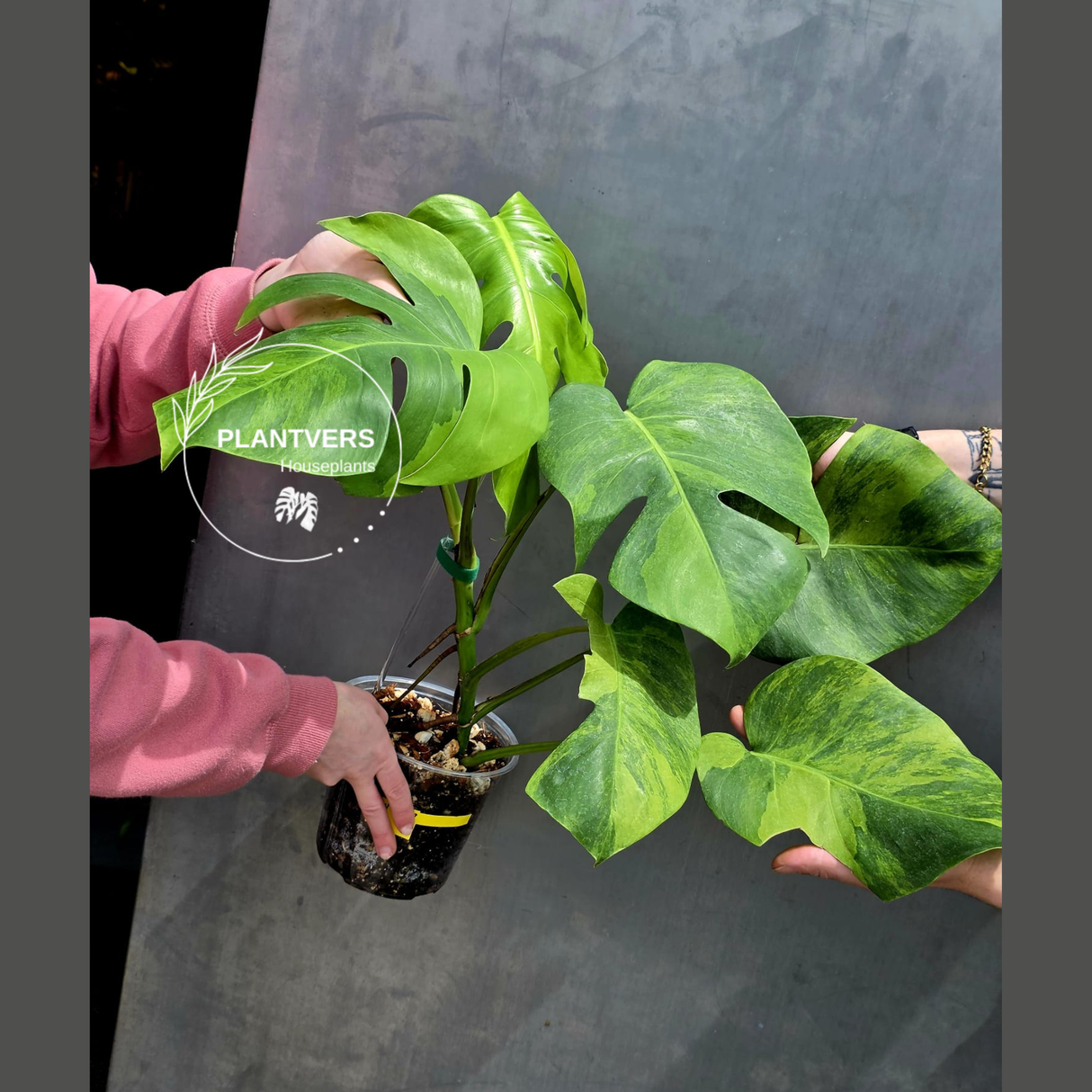 Super Rare Variegated Monstera Green on Green Plant - Variegated Monstera Top Cut Potted Plant - Collector's Indoor SAME Plant